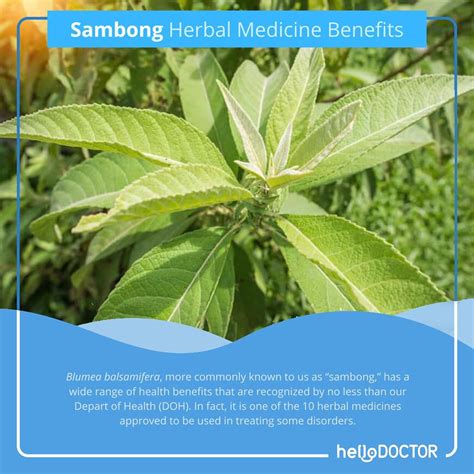 Mga Halamang Gamot: Halamang Gamot : Sambong .